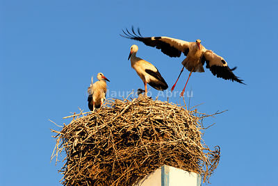 Storks in the nest, Comporta, Alentejo, Portugal
