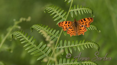 Polygonia c-album