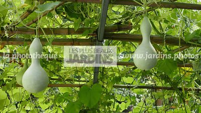 Pergola en bambou, Lagenaria siceraria var. gourda (gourde pèlerine), Cucurbitaceae, Grimpante frileuse, Annuelle, Légume, Port volubile, Vrille, Feuillage caduc, Feuille velue, Floraison été, Monoïque, Fleur blanche, Nocturne, Fruit en forme de bouteille