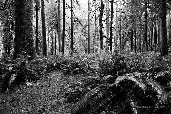 TEMPERATE RAINFOREST MOSSY TREES FERNS MARYMERE FALLS TRAIL OLYMPIC NATIONAL PARK WASHINGTON BLACK AND WHITE