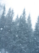 Snow flakes during snowstorm
