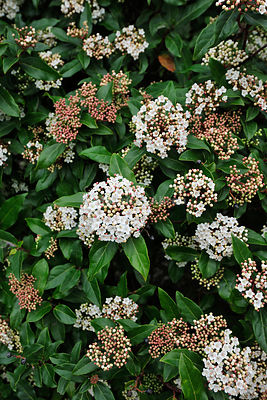 Viburnum tinus (folhado) at the Arrábida Natural Park, Portugal
