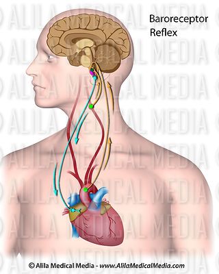 Regulation of blood pressure, unlabeled