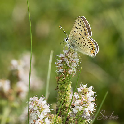 Heodes tityrus
