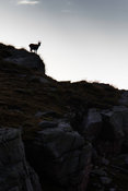 Female Alpine Ibex