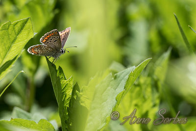 Aricia agestis