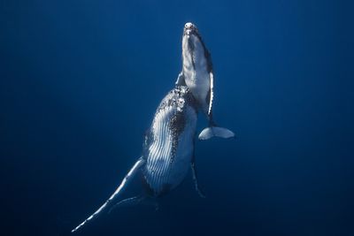 Baleine à bosse