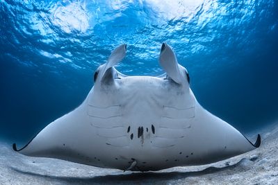 Raie manta-Diable de mer-Raie manta oceanique géante