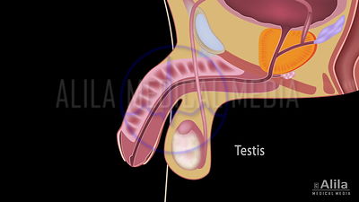 Male reproductive system video with text