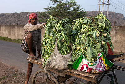 Farmers transporting cauliflower on old three-wheel motorcycles pass in front of the Dhapa Dumping Grounds, the primary landfill for Kolkata, India.
