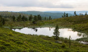 Elokuinen ilta Tsarmitunturin erämaassa.