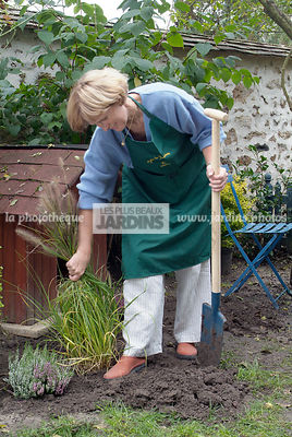 Plantation d'un Pennisetum alopecuroide. Tassage de la terre avec le pied. Graminée