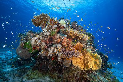 Biodiversité sous-marine