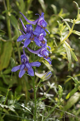 Delphinium verdunense