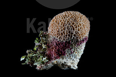 Gardineroseris planulata - Honeycomb coral