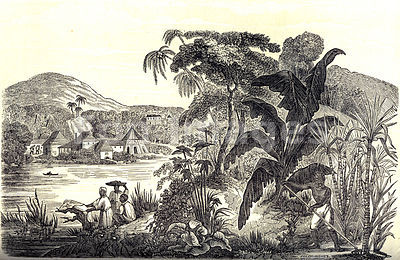 Slaves on sugar plantation