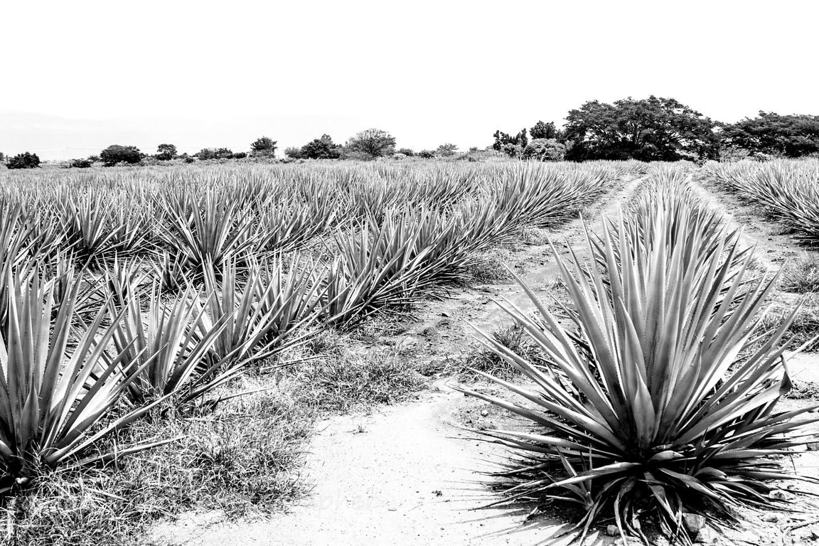 ALISON TOON PHOTOGRAPHER Jose Cuervo agave plantation, Tequila