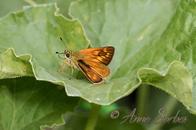 Ochlodes sylvanus