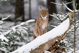 Sven Michiels - Photography