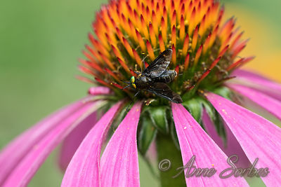 Chrysops caecutiens