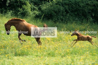 Jument Anglo-arabe 'Belle des Sablons' faisant une ruade. Poulain Selle Français 'Idéal des Marais'. Cheval. Harais des Marais. Boëssé-le-Sec. France