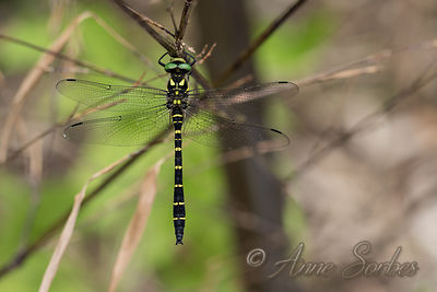 Cordulegaster bidentata