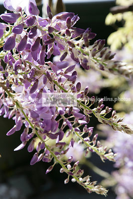 Wisteria sinensis (glycine de Chine). Fabaceae. Début de floraison. Grimpante à feuillage caduc. Floraison mai.