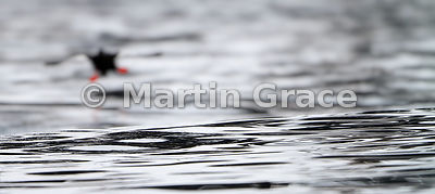 Gone Guillemot