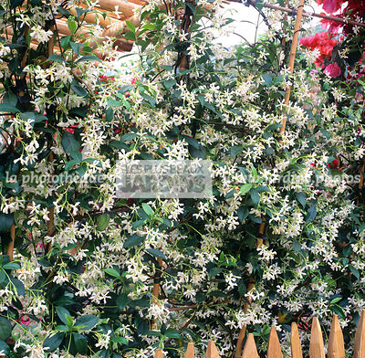 Trachelospermum jasminoides (jasmin étoilé, faux jasmin)