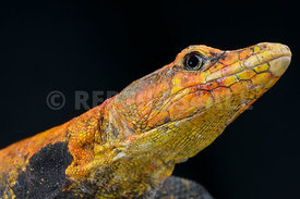 Emperor flat lizard (Platysaurus imperator)