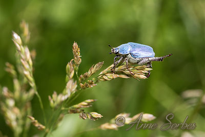 Hoplia coerulea