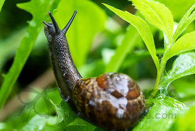 Copse Snail