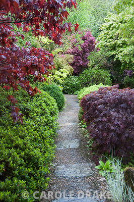 Stone and gravel path framed with acers, azaleas and clipped box. The Japanese Garden & Bonsai Nursery, St.Mawgan, nr Newquay, Cornwall