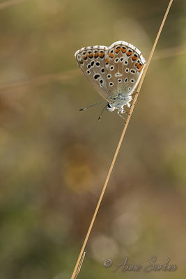 Lysandra bellargus
