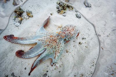 Photo stock-free underwater photography