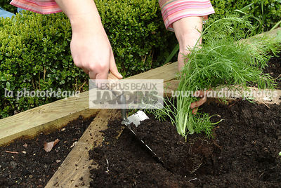 Plantation du Fenouil. Personne mettant le terreau. Plantes aromatiques. Jardin MAP