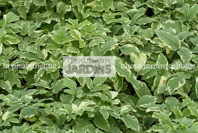 Aegopodium podagraria 'Variegatum', collection Pépinières Lepage