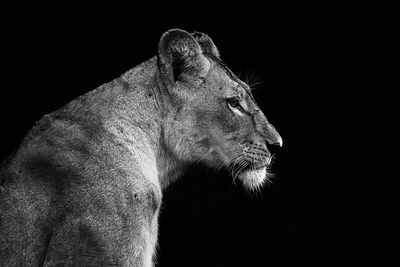 Lionne