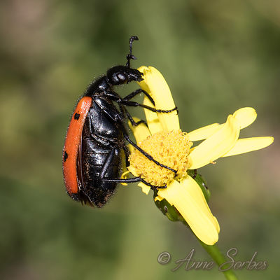 Mylabris quadripunctata