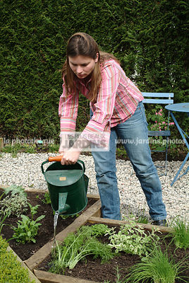 Plantation du Fenouil. Arrosage. Plantes aromatiques. Jardin MAP