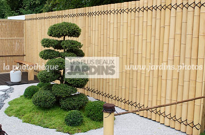 Jardin inspiration japonaise : jardin style japonais, Arbre taillé en nuage : Ilex crenata (houx crenélé du Japon), Claustra fabriqué en bambou. Paysagiste : Kevin Young, Hampton Court, Angleterre