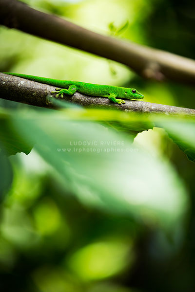 green gecko in the foliage of a tree, Nosy Komba