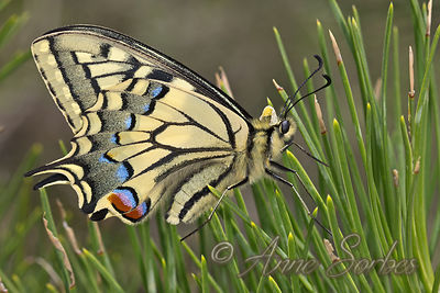 Papilio machaon