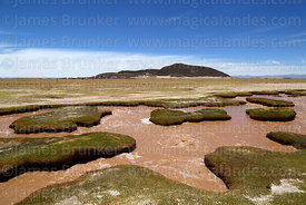 Cold water springs in altiplano at Polloqueri, near Pampa Aullagas, Oruro Department, Bolivia