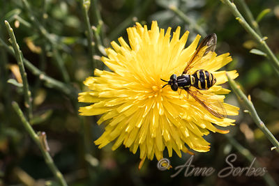 Chrysotoxum sp.