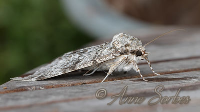 Catocala fraxini