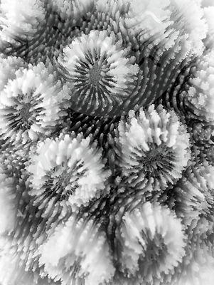 corallite