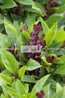 Basilic 'Queen of Sheba' (ocimum basilicum). Plante aromatique