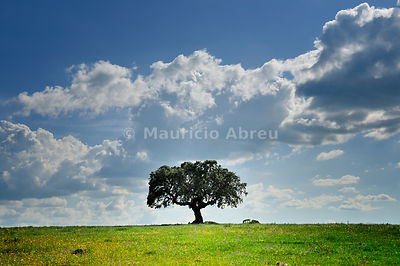 Cork tree in the vast plains of Alentejo, Portugal