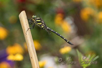 Cordulegaster bidentata